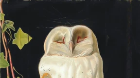 Wenn man eine Eule zur einzigen Vertrauten hat