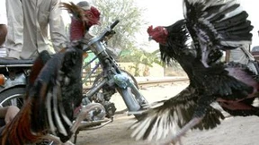 Für jeden Streithahn eine Lösung