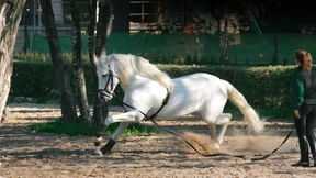 Sichert das neue Zugpferd den Erfolg?