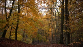 Naturbestattungen werden immer beliebter