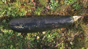 Angebliche Bombe stellt sich als Zucchini heraus