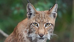 Luchspopulation im Harz wächst weiter an