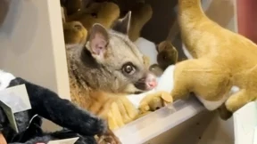 Possum versteckt sich im Souvenirshop zwischen Kuscheltieren