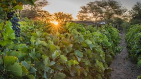 Nur die Sonne ist Zeuge