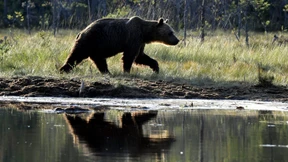 Landrat fordert vereinfachten Abschuss von Bären und Wölfen