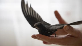 Klimawandel bedroht Mauersegler 