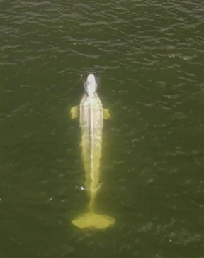 Abgemagerter Belugawal irrt weiter in der Seine herum