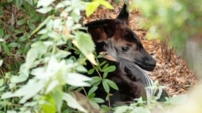 Ein Einzelgänger und ein scheues Baby