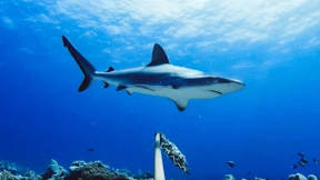 Deutsche Touristin bei Haiangriff  ums Leben gekommen