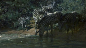 Zebras in der Nacht
