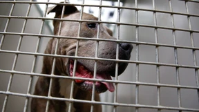 Tierschutzbund fordert Hundeführerschein für alle Halter