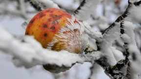 Zoey bringt uns durcheinander