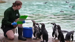 Zoobewohner-Zählen wird zur Mammutaufgabe