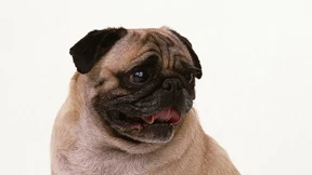 Des einen Pudel ist des anderen Mops 