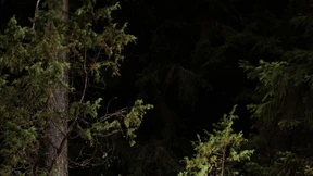 Pilz macht auf Polster