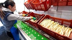 Spargel deutlich teurer als vor einem Jahr