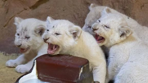 Ein echter „Simba“?