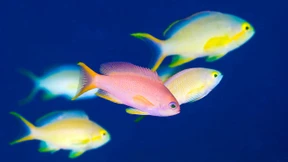 Lebewesen der Woche: Fahnenbarsche