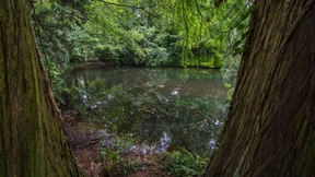 Fall des Offenbacher Riesen-Wels bleibt rätselhaft