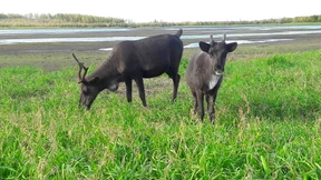 Klimaschutz wie aus der Zeitmaschine
