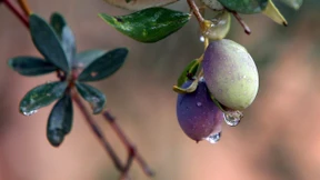 Olivenöl verliert an Qualität und wird teurer