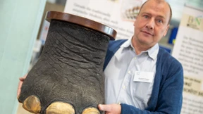 Sitzhocker aus Elefantenfüßen