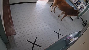 Kommt eine Kuh zur Polizei ...