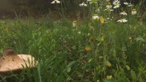 Wohnungsbau oder Naturschutz