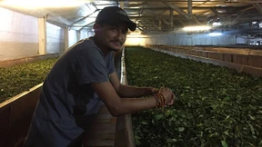 Ein Sturz erweckte den Tee-Magier