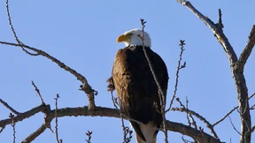 Trump-Regierung weicht Artenschutzgesetz auf