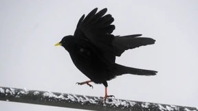 Von Amsel zu Amsel und von Mensch zu Mensch