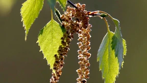 Schniefen, Niesen, Weinen 