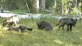 Gehört der Wolf zu Kalifornien?