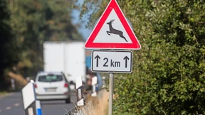 Jeder vierte Unfall mit Wildtieren