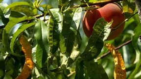 Der nächste Monsanto-Fall für Bayer