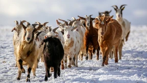 Lieber eine dumme Ziege als eine blöde Kuh