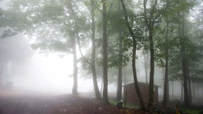 Hochmoore auf dem Vulkan