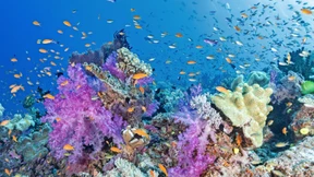 Völlig losgelöst in den Fischwolken vor Fidschi