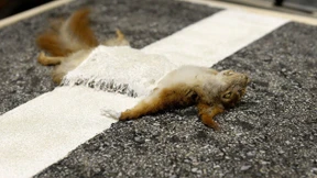 Palast der ausgestopften Tiere