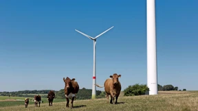 Unterstützen grüne Anlagen die Finanzstabilität?