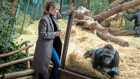 Tiere schauen uns an