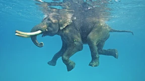 Der asiatische Elefant