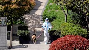 Besitzer in Quarantäne, Hund erschlagen