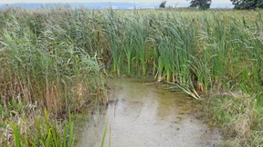 Wie das Moor zur Goldgrube werden soll