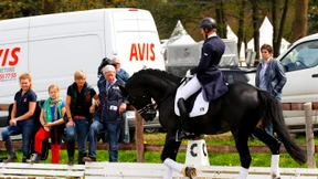 Stress oder nicht? Forscher schalten sich in die Dressur-Debatte ein