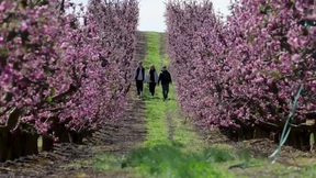 Pfirsichblüten in Spanien begeistern Besucher