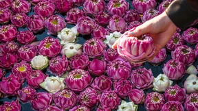 Diese Düfte versprühen Frühlingsgefühle