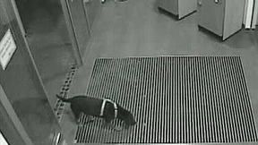 Polizei sucht mit Hunde-Fahndungsfoto