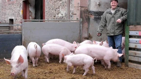 Auf Abstand zu den Schweinen 