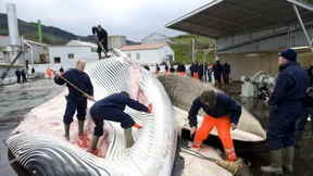 Isländische Regierung will Walfang 2024 beenden